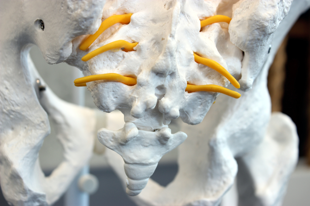 Model of the human sacrum and coccyx